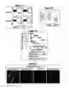 Fig. 08 - Methods and compositions for the treatment and/or prevention of type 1 diabetes