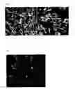 Fig. 05 - Mucosal membrane receptor and uses thereof