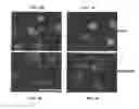 Fig. 09 - Constructs Binding to Phosphatidylserine and Their Use in Disease Treatment and Imaging