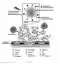 Fig. 17 - Heteromultivalent particle compositions