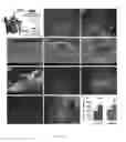 Fig. 28 - Heteromultivalent particle compositions
