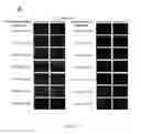 Fig. 30 - Heteromultivalent particle compositions