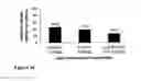 Fig. 06 - Constructs containing multiple expression cassettes for cancer therapy
