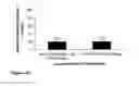 Fig. 25 - Constructs containing multiple expression cassettes for cancer therapy