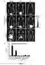 Fig. 09 - Vinylsulfone-based 18F-labeling compositions and methods and uses thereof