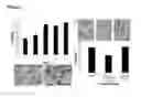 Fig. 03 - MICRO-TISSUE PARTICLES AND METHODS FOR THEIR USE IN CELL THERAPY