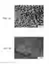Fig. 02 - DRUG COATING LAYER