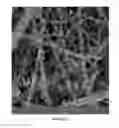 Fig. 03 - ABSORBENT MEDIUM FOR ISOLATION OF BIOLOGICAL MOLECULES AND METHOD FOR SYNTHESIZING SAME