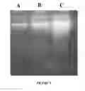 Fig. 06 - ABSORBENT MEDIUM FOR ISOLATION OF BIOLOGICAL MOLECULES AND METHOD FOR SYNTHESIZING SAME
