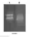 Fig. 07 - ABSORBENT MEDIUM FOR ISOLATION OF BIOLOGICAL MOLECULES AND METHOD FOR SYNTHESIZING SAME