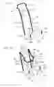 Fig. 15 - Four-point seat belt device