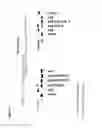 Fig. 59 - SUBSTITUTED NUCLEOSIDES, NUCLEOTIDES AND ANALOGS THEREOF