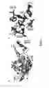 Fig. 02 - Methods and compositions for dual glycan binding AAV vectors