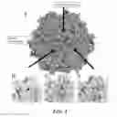 Fig. 04 - Methods and compositions for dual glycan binding AAV vectors