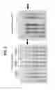 Fig. 04 - Immunogenic fusion polypeptides