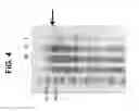 Fig. 05 - Immunogenic fusion polypeptides