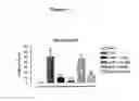Fig. 12 - BIOLOGICAL MATERIALS AND USES THEREOF