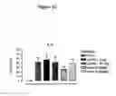 Fig. 13 - BIOLOGICAL MATERIALS AND USES THEREOF