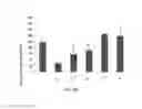 Fig. 14 - Use of plant cells expressing a TNFalpha polypeptide inhibitor in therapy