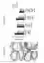 Fig. 20 - CHIMERIC POLYPEPTIDES, POLYNUCLEOTIDES ENCODING SAME, CELLS EXPRESSING SAME AND METHODS OF PRODUCING SAME