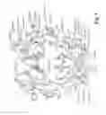 Fig. 02 - Engineered Fc Regions For Site-Specific Conjugation