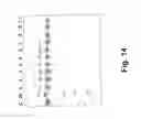 Fig. 22 - Engineered Fc Regions For Site-Specific Conjugation