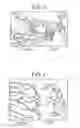 Fig. 04 - Engineered anti-TGF-beta antibodies and antigen-binding fragments
