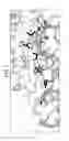 Fig. 05 - Engineered anti-TGF-beta antibodies and antigen-binding fragments