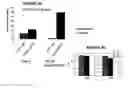 Fig. 46 - T CELL RECEPTOR MIMIC RL9A