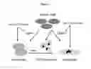 Fig. 02 - COMPOSITIONS AND METHODS FOR TREATING OSTEOLYTIC BONE DISORDERS