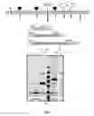 Fig. 08 - Anti-GPC3 antibodies and immunoconjugates