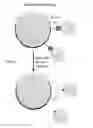 Fig. 07 - Devices and methods for purification, detection and use of biological cells