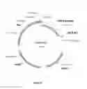 Fig. 09 - Cell expression system