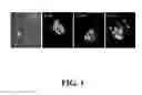 Fig. 02 - Neural progenitor cell differentiation