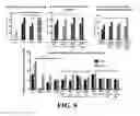 Fig. 10 - Neural progenitor cell differentiation