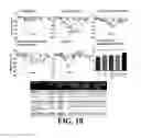 Fig. 19 - Neural progenitor cell differentiation