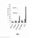 Fig. 06 - IKAROS INHIBITION TO AUGMENT ADOPTIVE T CELL TRANSFER