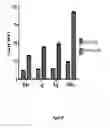 Fig. 20 - IKAROS INHIBITION TO AUGMENT ADOPTIVE T CELL TRANSFER