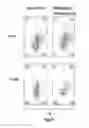 Fig. 30 - IKAROS INHIBITION TO AUGMENT ADOPTIVE T CELL TRANSFER