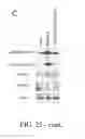 Fig. 43 - Selective targeting of cancer stem cells