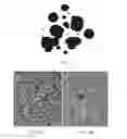 Fig. 03 - INDIVIDUALIZED HIGH PURITY HEPATOCELLULAR CARCINOMA STEM CELLS, METHODS AND USE OF THE SAME