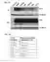 Fig. 16 - TUMOR-SELECTIVE E1A  AND E1B MUTANTS