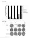 Fig. 20 - TUMOR-SELECTIVE E1A  AND E1B MUTANTS