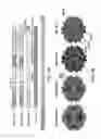 Fig. 07 - Adeno-associated virus variants and methods of use thereof