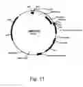 Fig. 12 - Dehydrogenase variants and polynucleotides encoding same