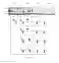 Fig. 08 - HEPARANASE EXPRESSION IN HUMAN T LYMPHOCYTES