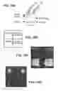 Fig. 10 - Method for modulating a bacterial invasion switch