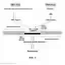 Fig. 07 - SEMI-RANDOM BARCODES FOR NUCLEIC ACID ANALYSIS