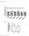 Fig. 08 - PHOSPHORODIAMIDATE MORPHOLINO OLIGOMERS (PMOS) AND THEIR USE IN SUPPRESSION OF MUTANT HUNTINGTIN EXPRESSION AND ATTENUATION OF NEUROTOXICITY