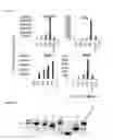 Fig. 02 - 5′-triphosphate oligoribonucleotides